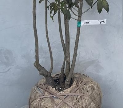 《現品》ソヨゴ　株立ち(雌株・メス株)　樹高1.5ｍ（根鉢含まず）591【苗木】