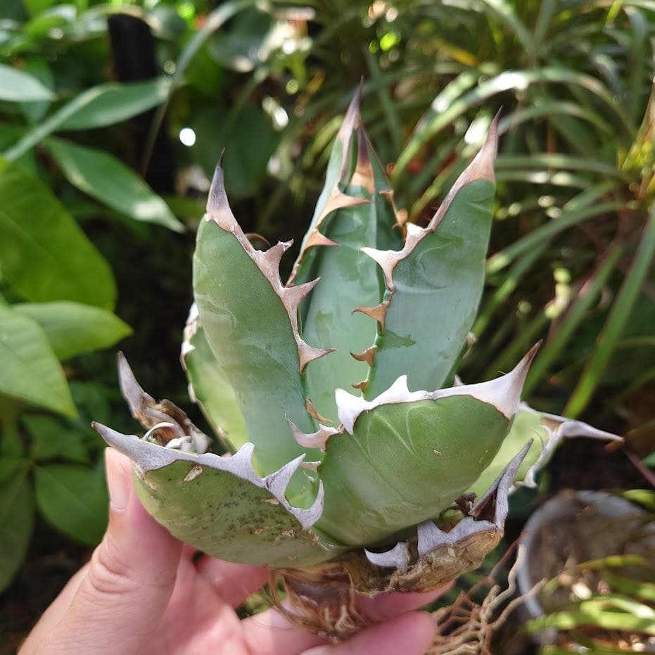 アガベ チタノタ オアハカ Agave titanota Oaxaca 14