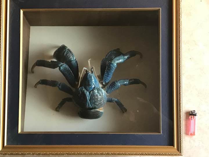 蟹の標本