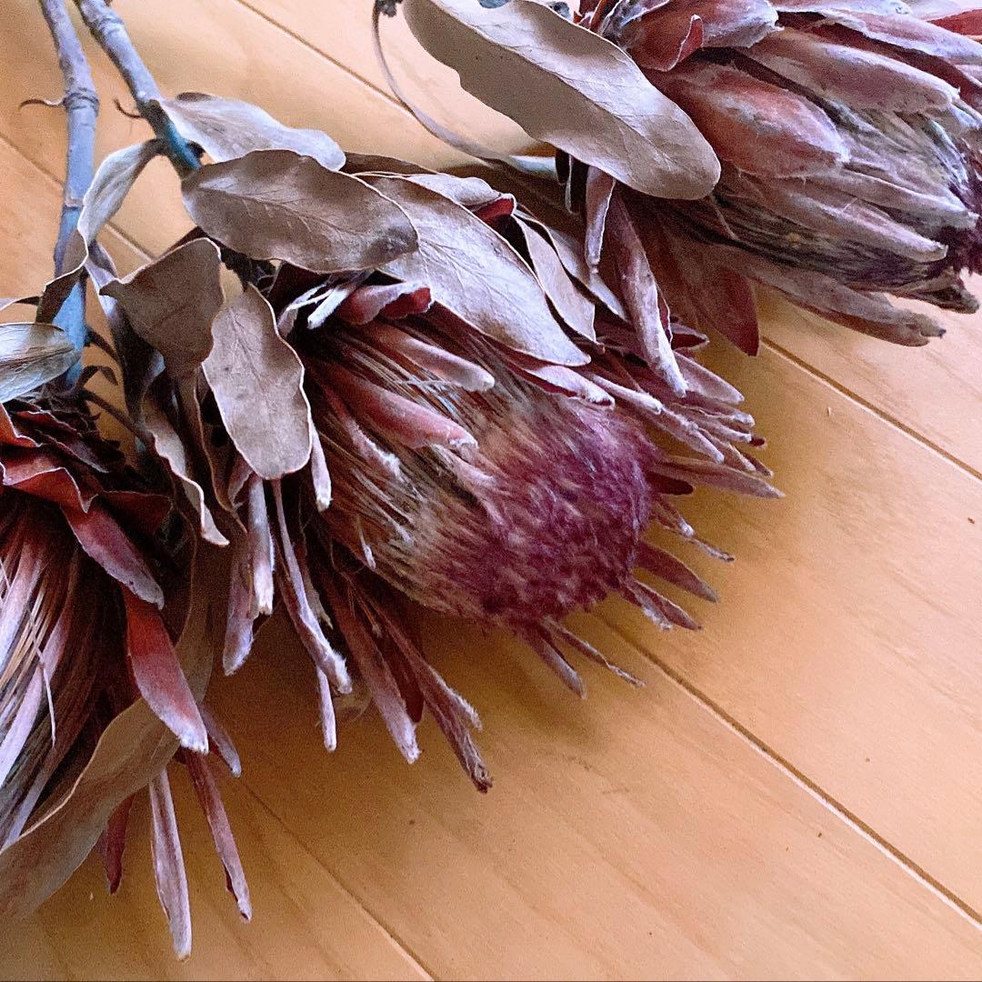 ドライフラワー❇️プロテア❣️ピンクアイスᕷ*.°