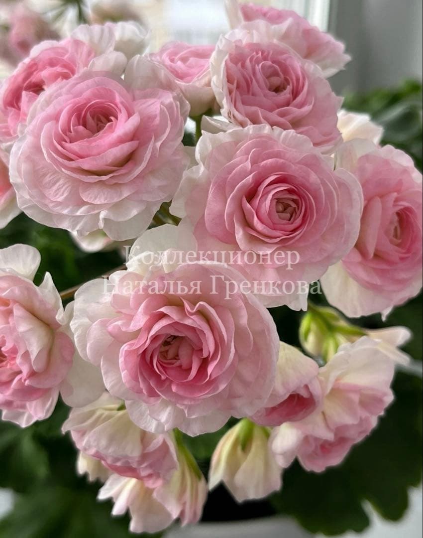 激レア品種ゼラニウム苗　希少品種ゼラニウムSA001