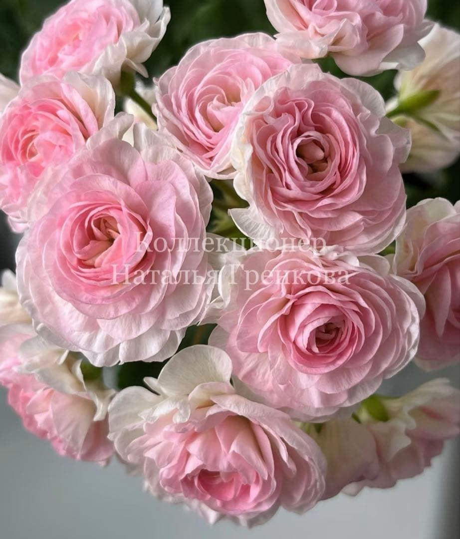 激レア品種ゼラニウム苗　希少品種ゼラニウムSA001