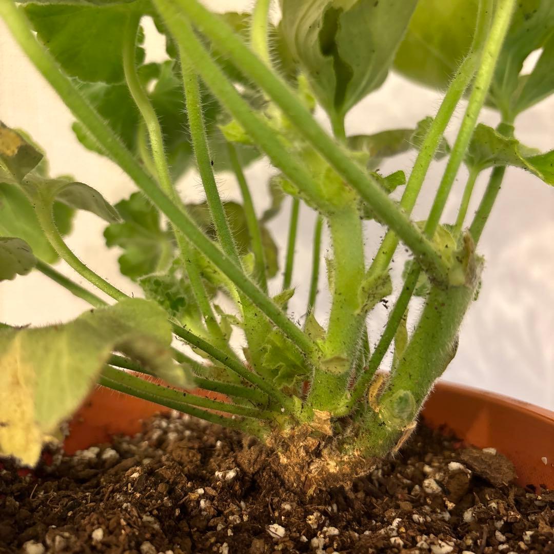 激レア品種ゼラニウム苗　希少品種ゼラニウムSA001