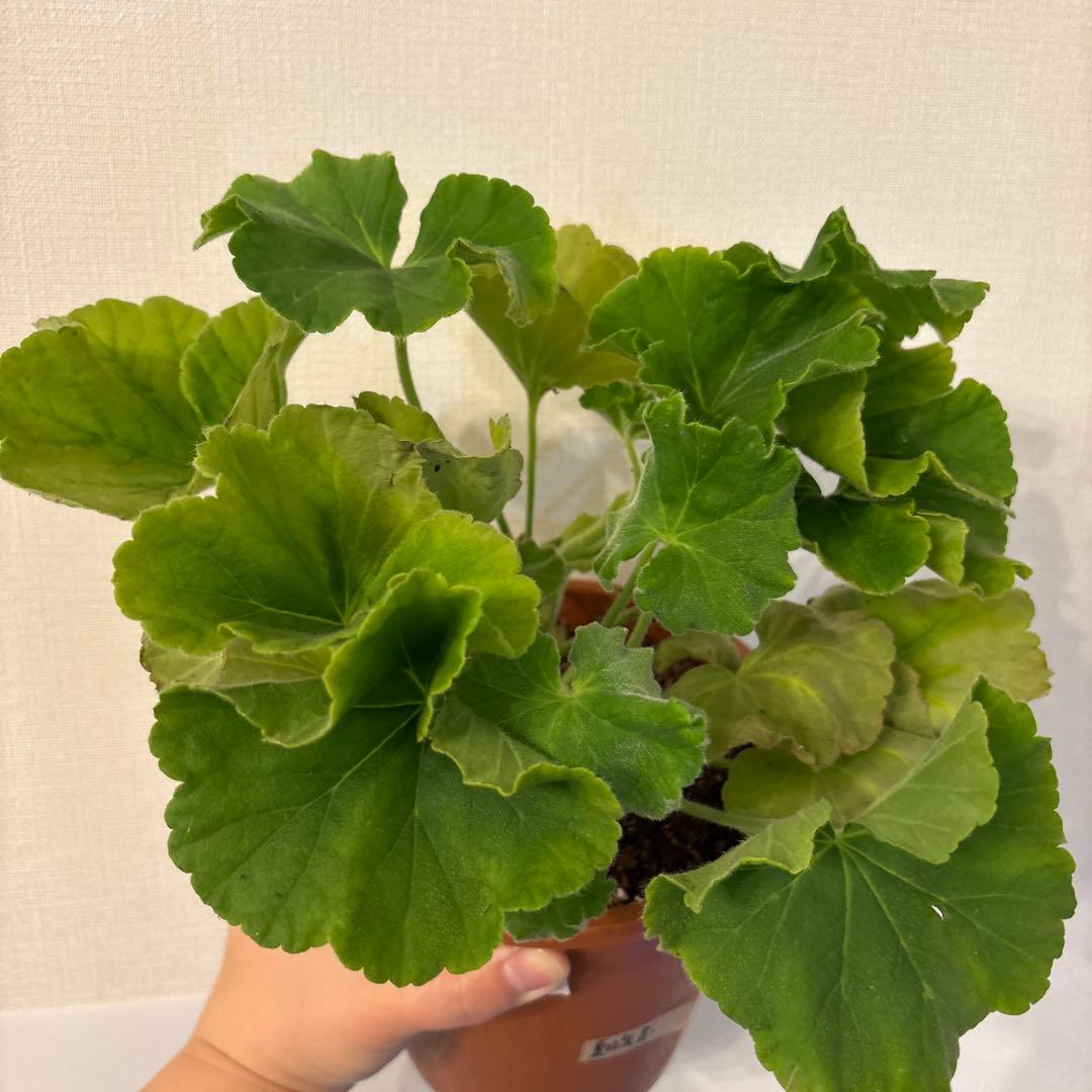 激レア品種ゼラニウム苗　希少品種ゼラニウムSA001