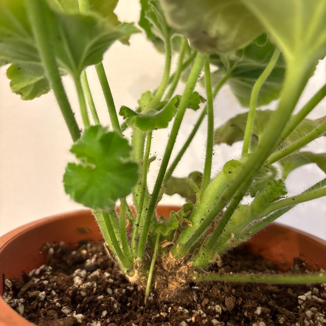 激レア品種ゼラニウム苗　希少品種ゼラニウムSA001