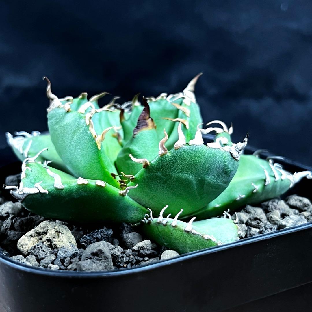 アガベ チタノタ 魔丸 完全発根済み 鉢ごと発送 プランツタグ付き