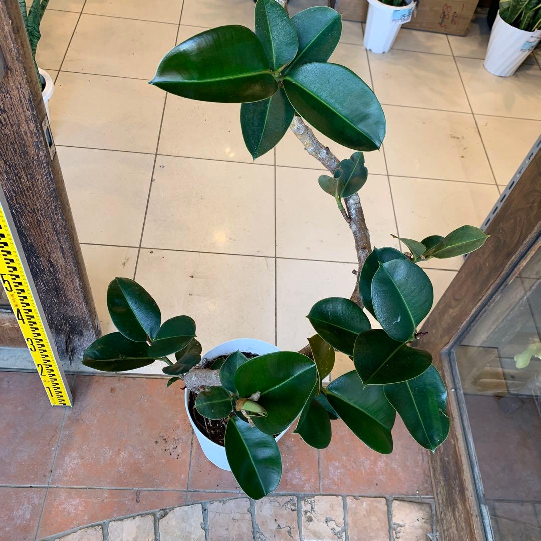 フィカス ソフィア 曲がり