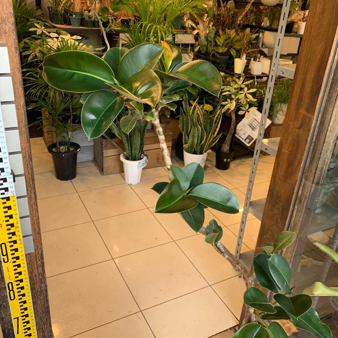 フィカス ソフィア 曲がり