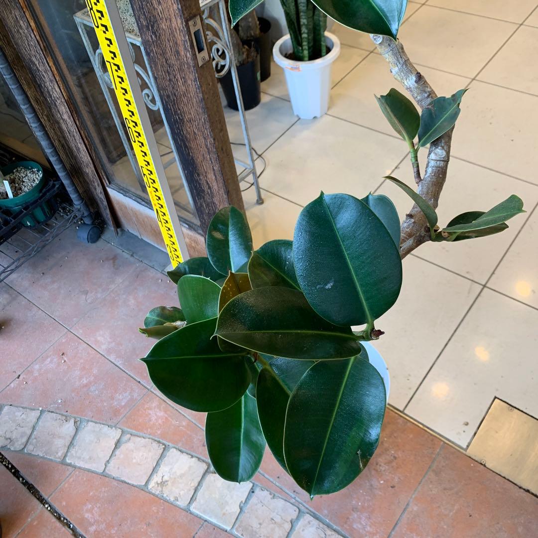 フィカス ソフィア 曲がり