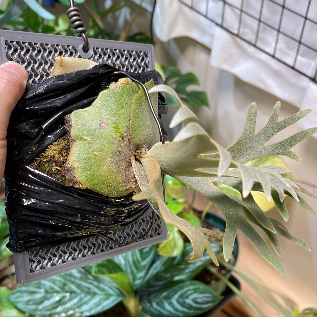 NANO ナノ ビカクシダ オリジナル willinckii - メルカリ