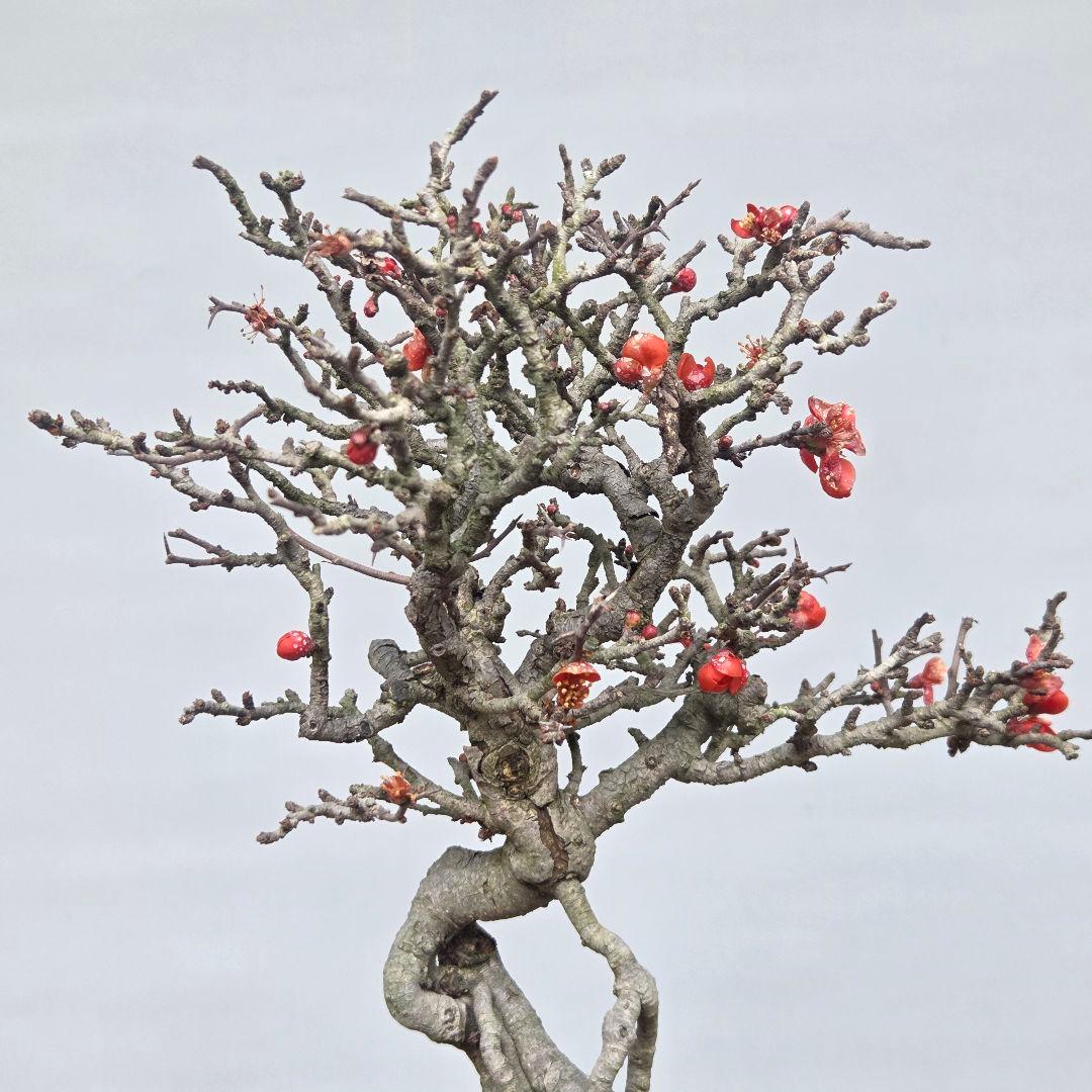 長寿梅 [根上がり赤花] 貴風盆栽 - メルカリ