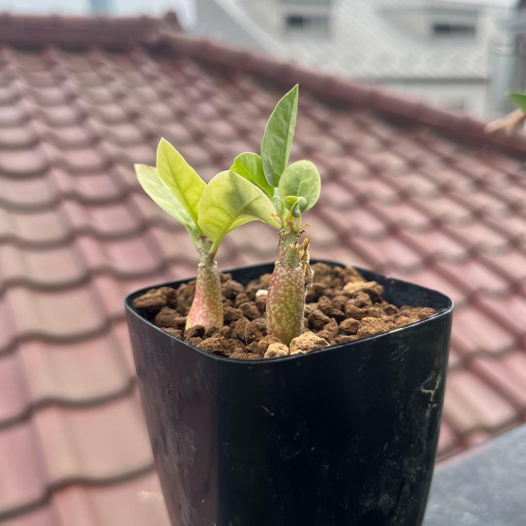 ふ*も様 産地情報付き　アデニア　ペチュエリー　実生2株