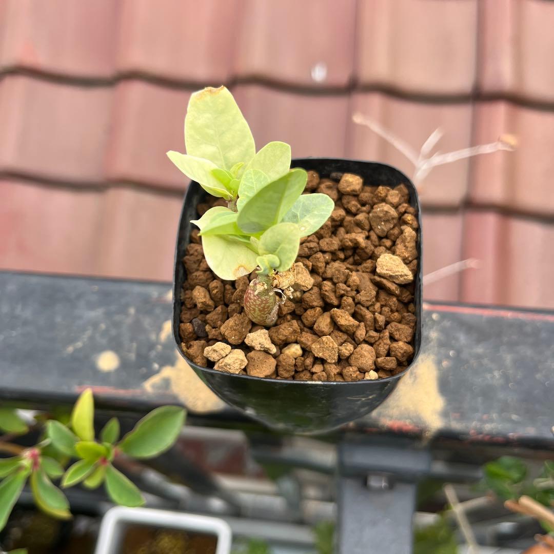 ふ*も様 産地情報付き　アデニア　ペチュエリー　実生2株