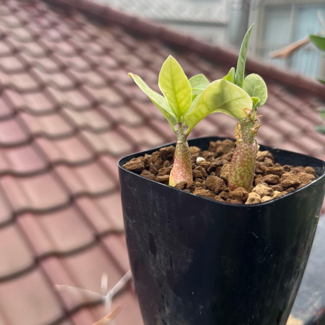 ふ*も様 産地情報付き　アデニア　ペチュエリー　実生2株