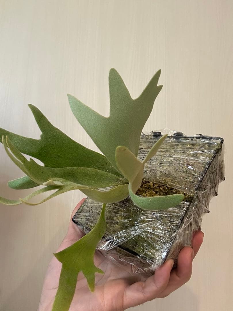 willinckii mix spore Predator, SPA,Kai 4 - メルカリ