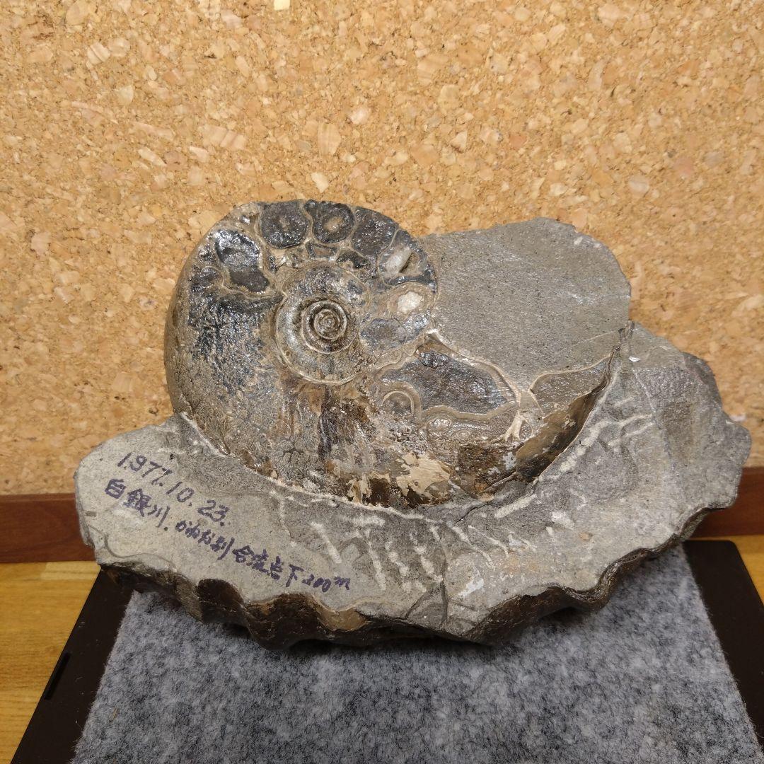 アンモナイト化石 15.0cm（112）
