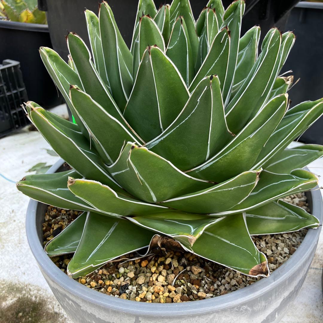 アガベ 笹の雪 “桃太郎” 標本株サイズ　10号鉢　鉢ごと発送