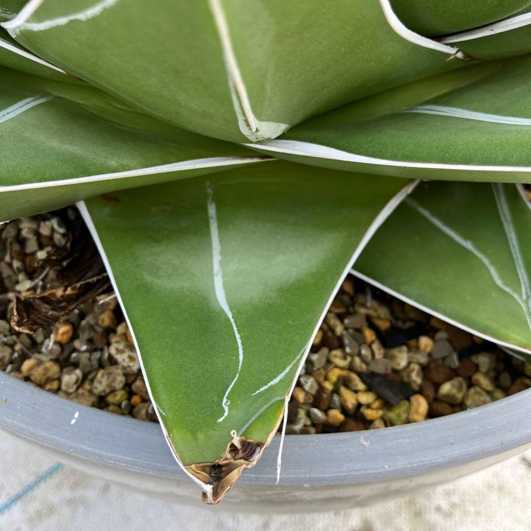 アガベ 笹の雪 “桃太郎” 標本株サイズ　10号鉢　鉢ごと発送