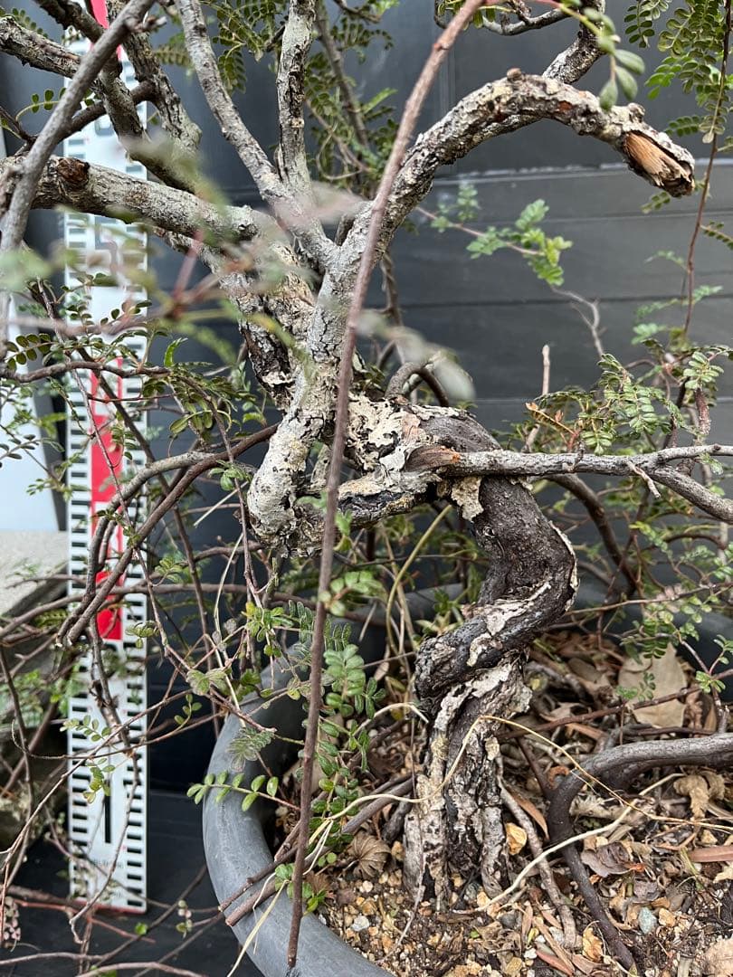 超特大古木　天皇梅　観葉植物 グレー鉢 約70cm