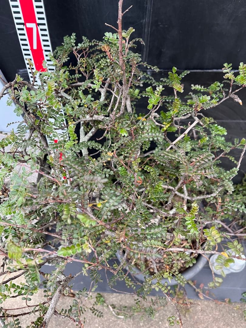 超特大古木　天皇梅　観葉植物 グレー鉢 約70cm