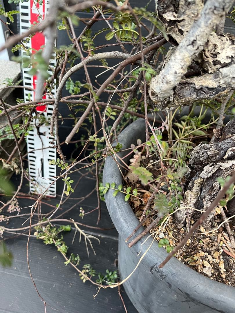 超特大古木　天皇梅　観葉植物 グレー鉢 約70cm