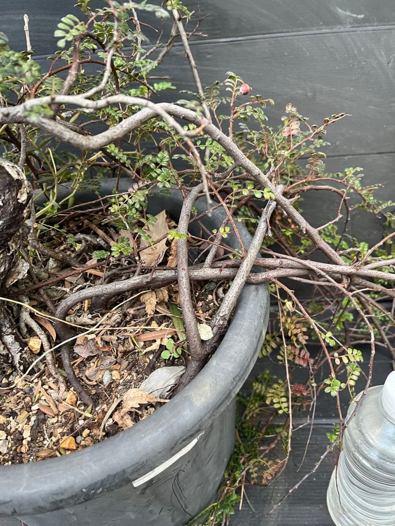 超特大古木　天皇梅　観葉植物 グレー鉢 約70cm