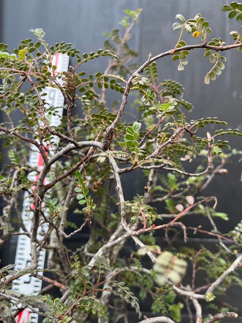 超特大古木　天皇梅　観葉植物 グレー鉢 約70cm