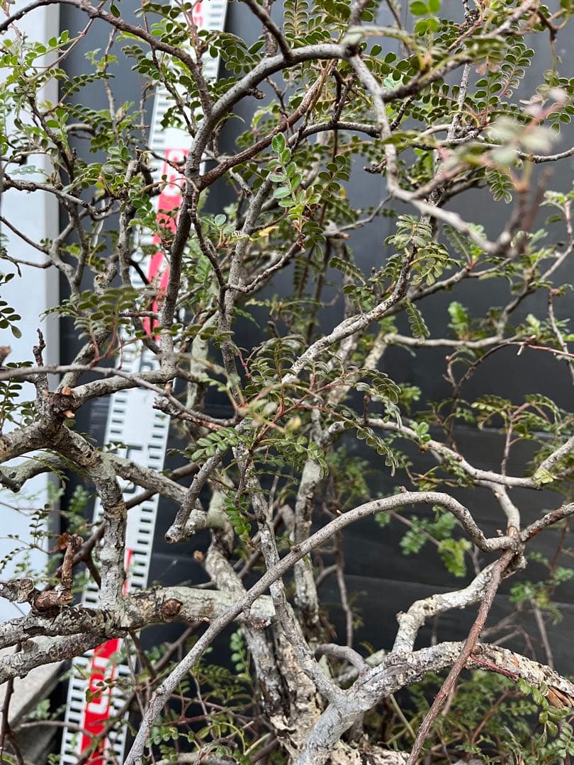 超特大古木　天皇梅　観葉植物 グレー鉢 約70cm