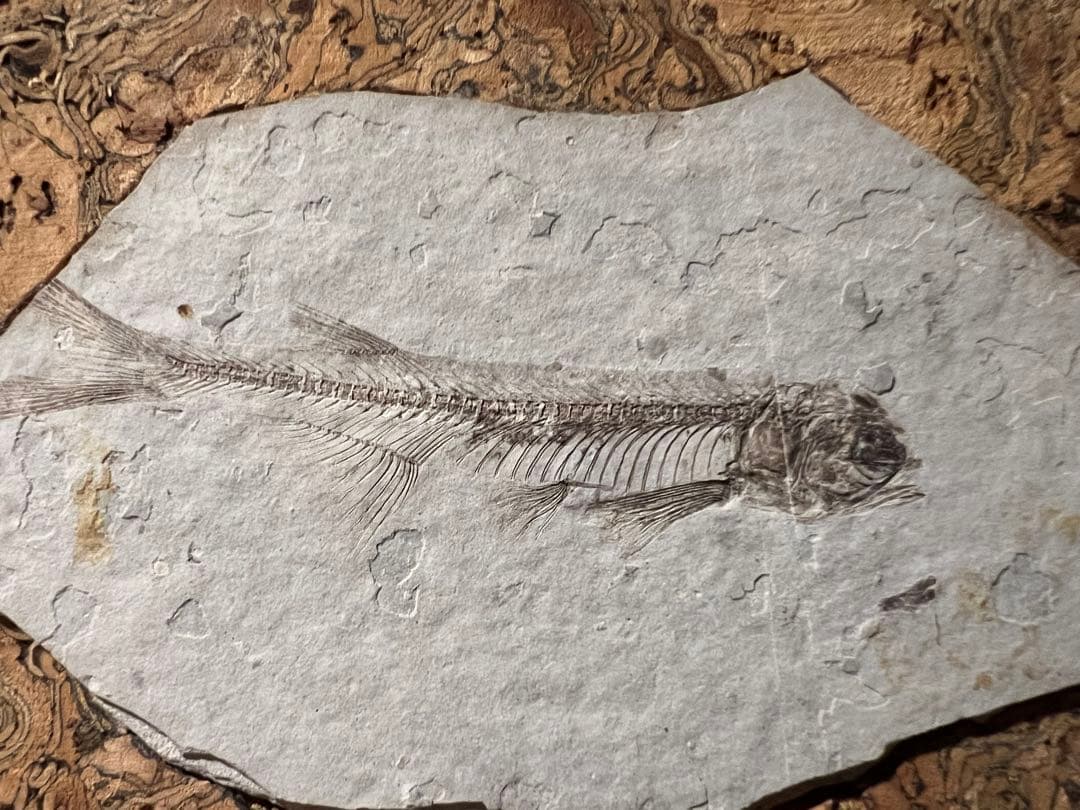 鑑定プレート付ジュラ紀魚化石LYCOPTERA木製額中国遼寧省産後期標本