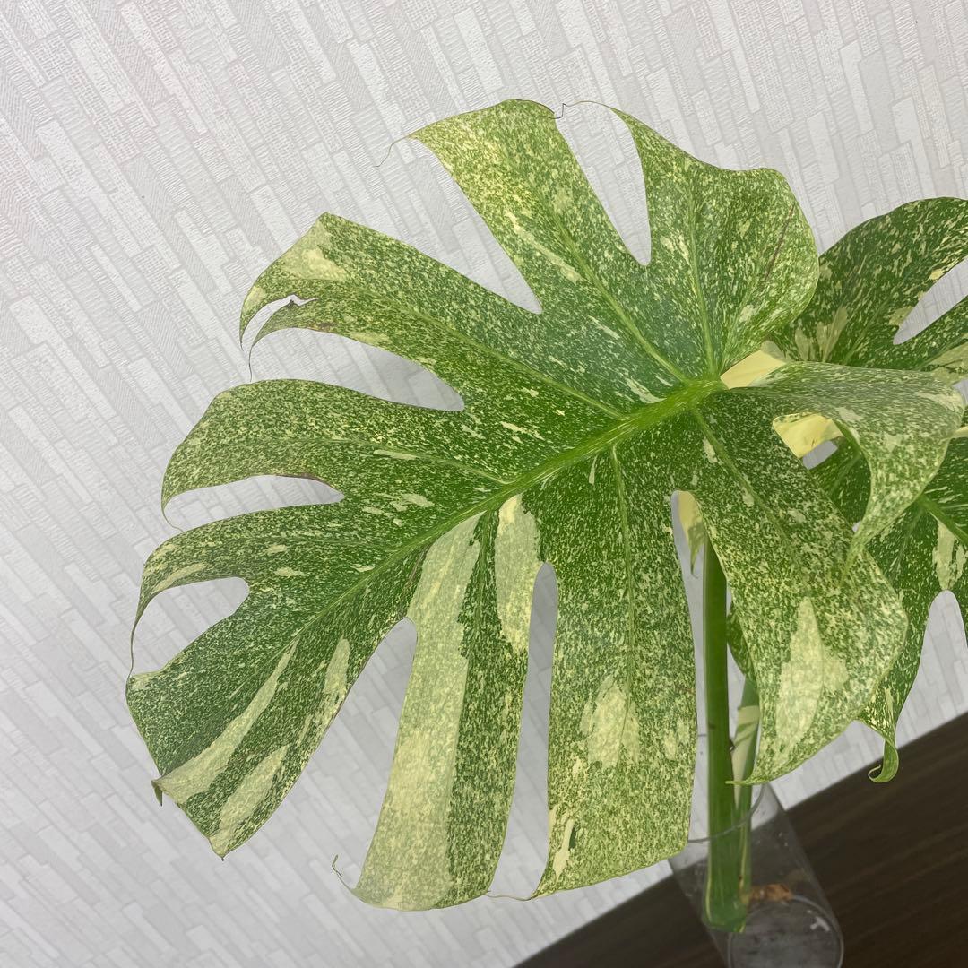 モンステラ　デリシオーサ　スターライト　トップカット