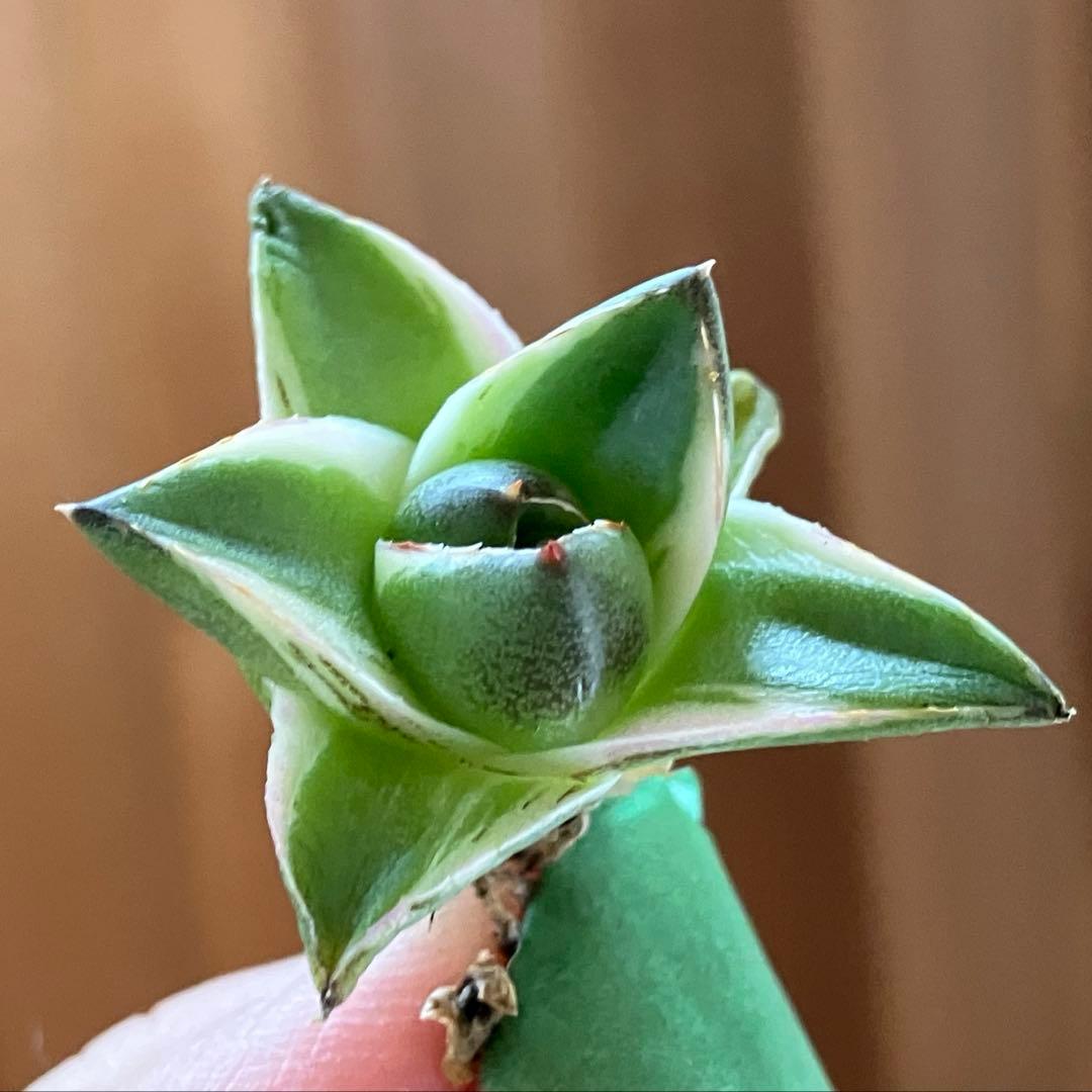 【初売りセット③】87 アガベ 太陽神錦　　ピンキー　TC2株　匿名配送