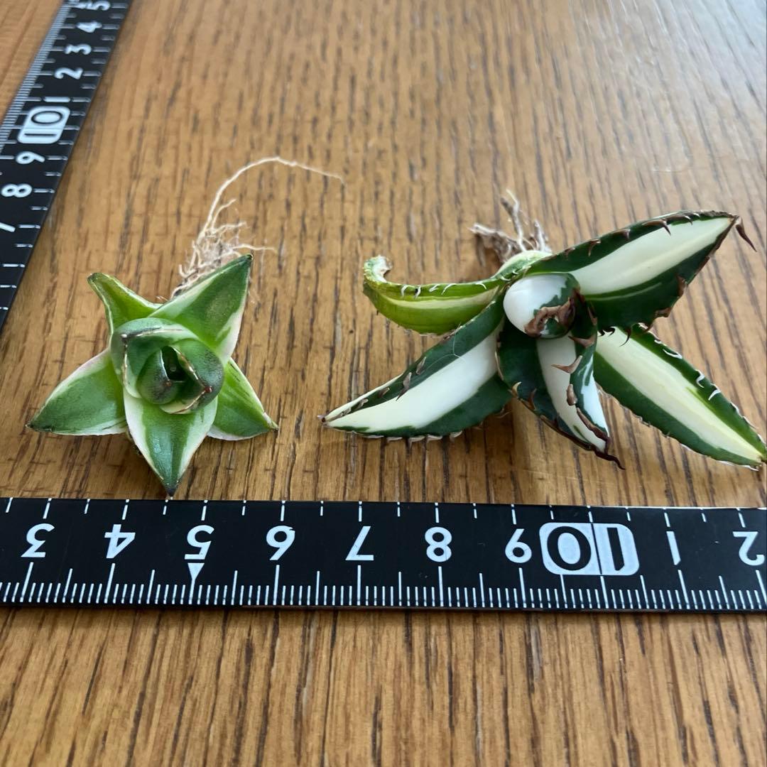 【初売りセット③】87 アガベ 太陽神錦　　ピンキー　TC2株　匿名配送