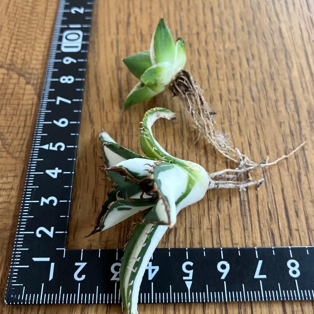 【初売りセット③】87 アガベ 太陽神錦　　ピンキー　TC2株　匿名配送