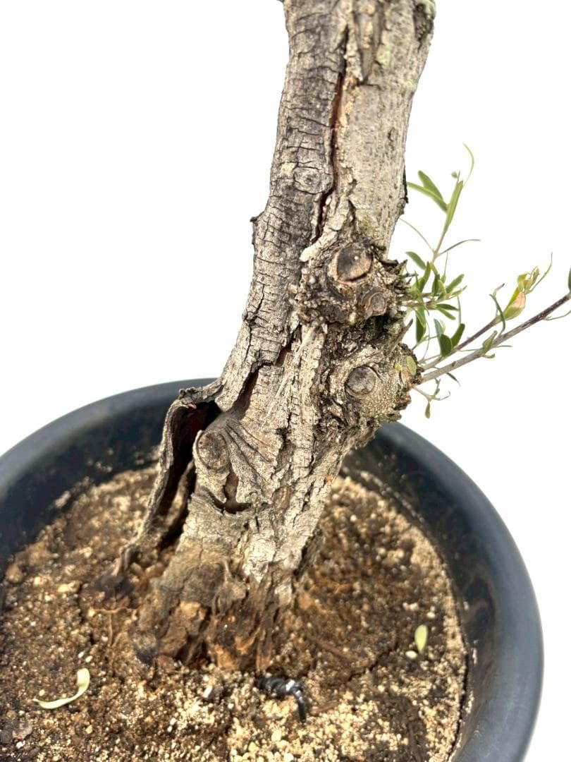オリーブの木　古木　ネバディロブランコ　10号　約150cm　NO.835　現品
