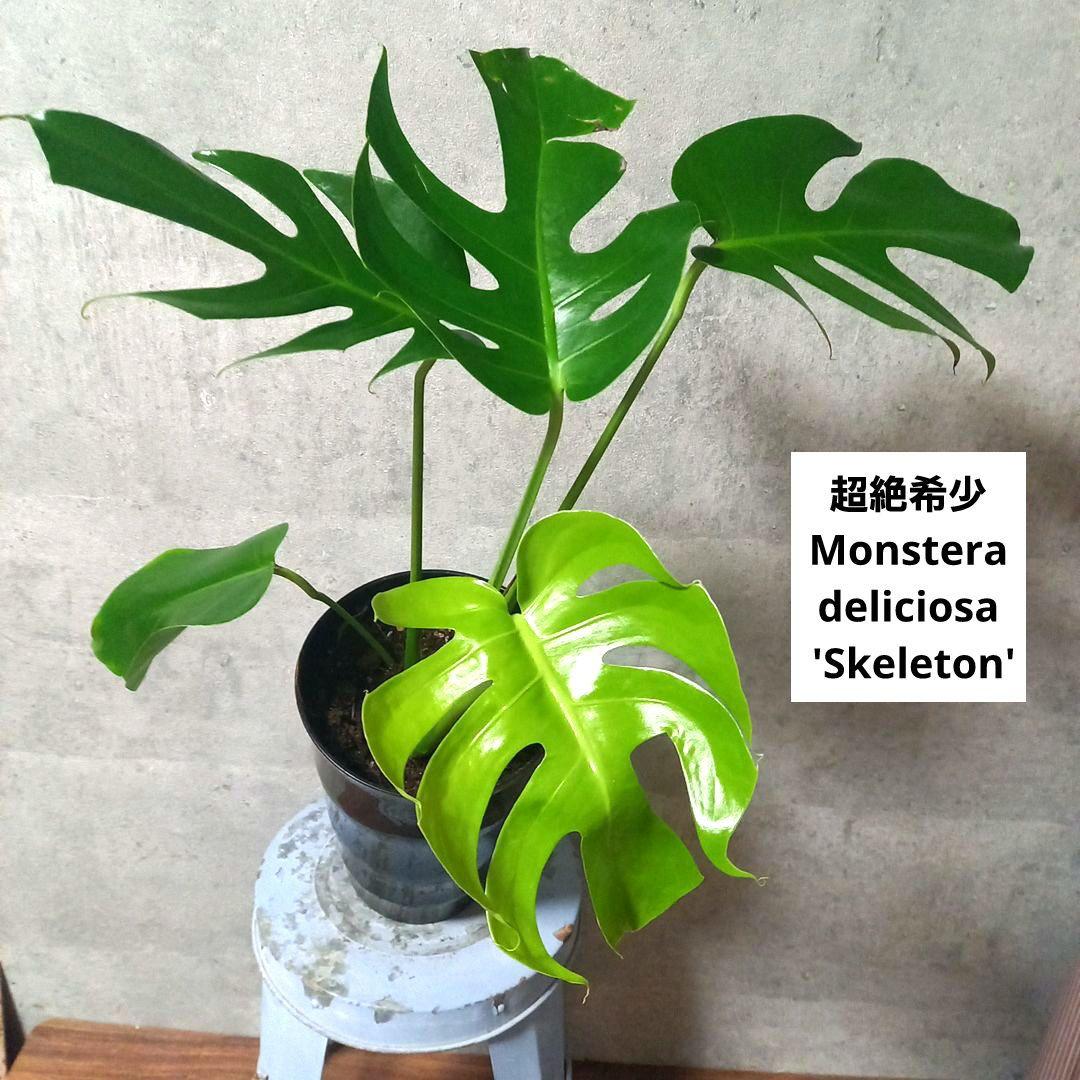 超絶希少 モンステラ デリシオーサ スケルトン