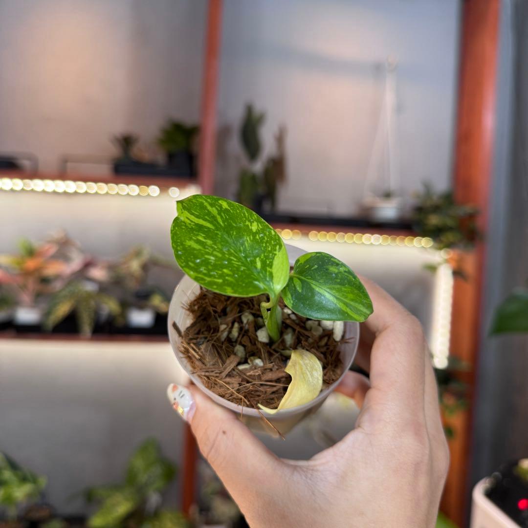 k*o様 14 モンステラ　デリシオーサ　エレクトロライトキング　TC苗　元気い