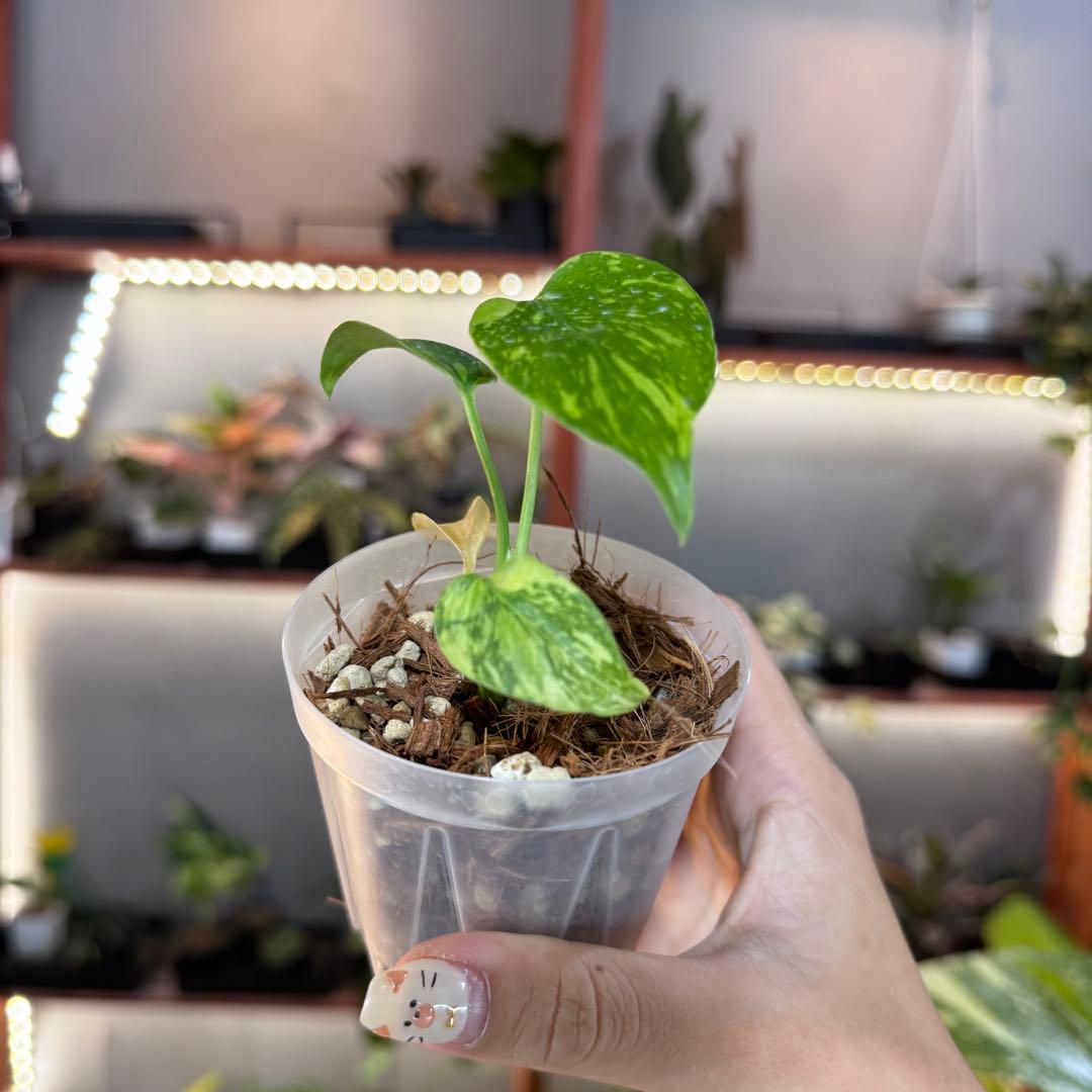 k*o様 14 モンステラ　デリシオーサ　エレクトロライトキング　TC苗　元気い