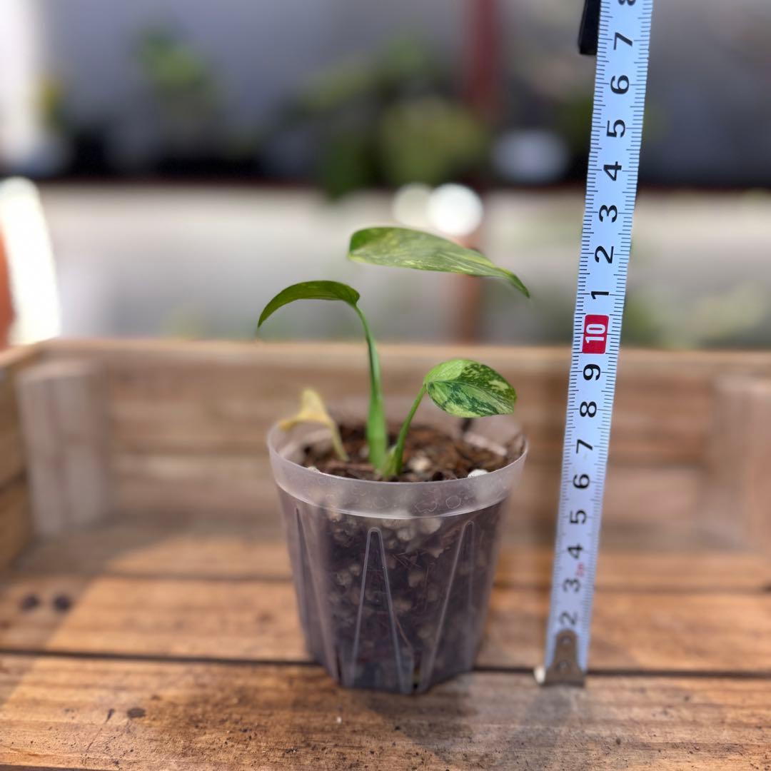 k*o様 14 モンステラ　デリシオーサ　エレクトロライトキング　TC苗　元気い