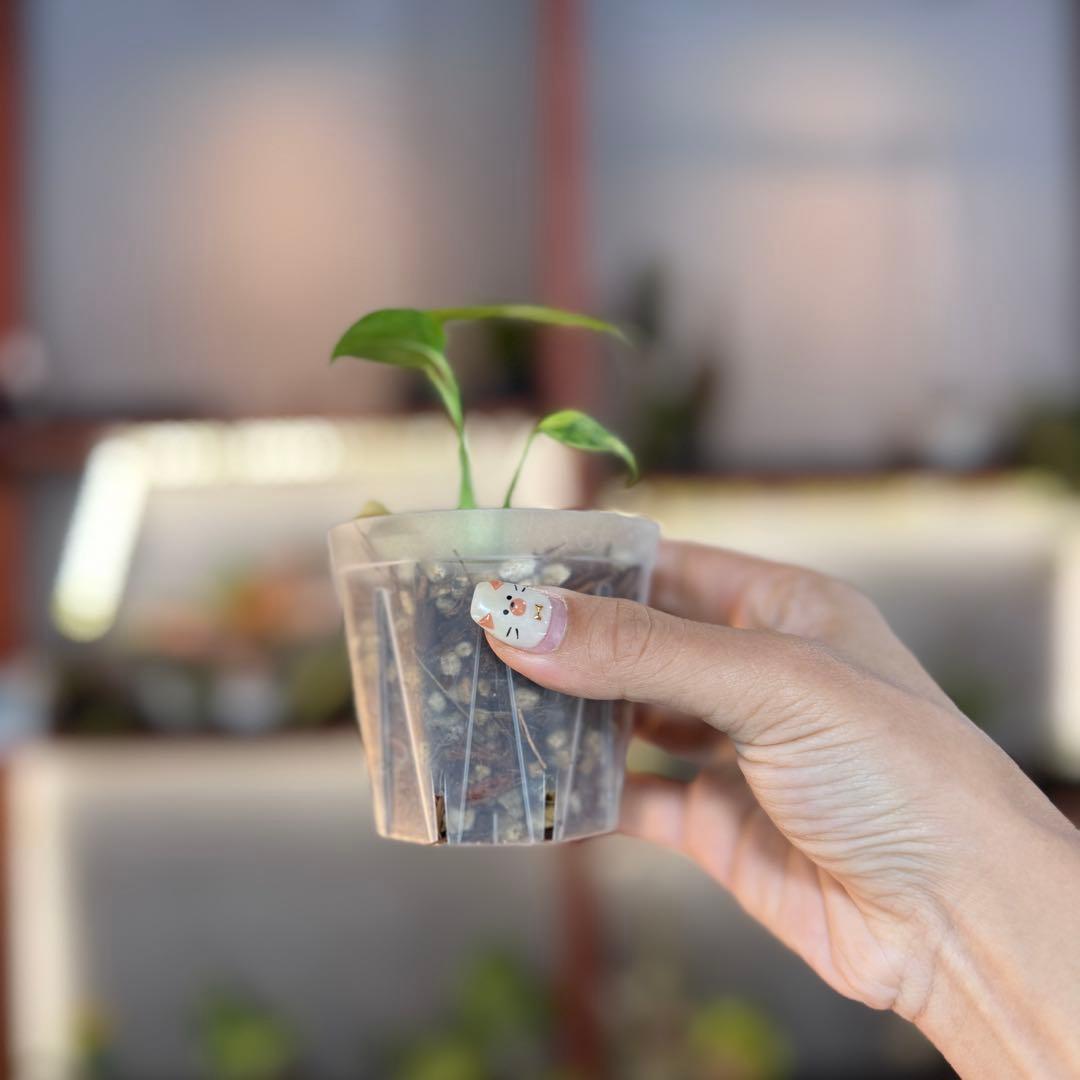 k*o様 14 モンステラ　デリシオーサ　エレクトロライトキング　TC苗　元気い