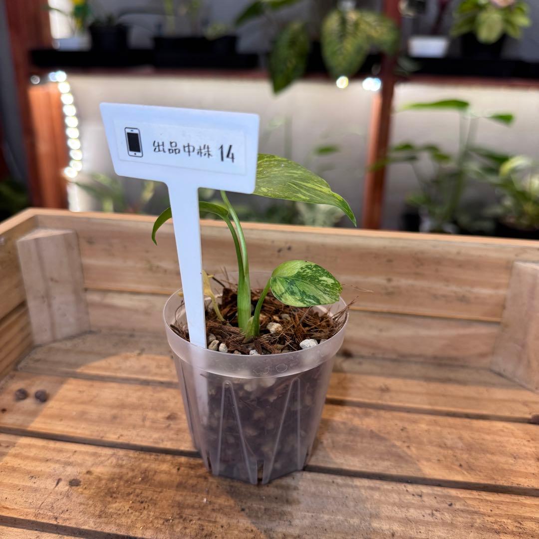 k*o様 14 モンステラ　デリシオーサ　エレクトロライトキング　TC苗　元気い