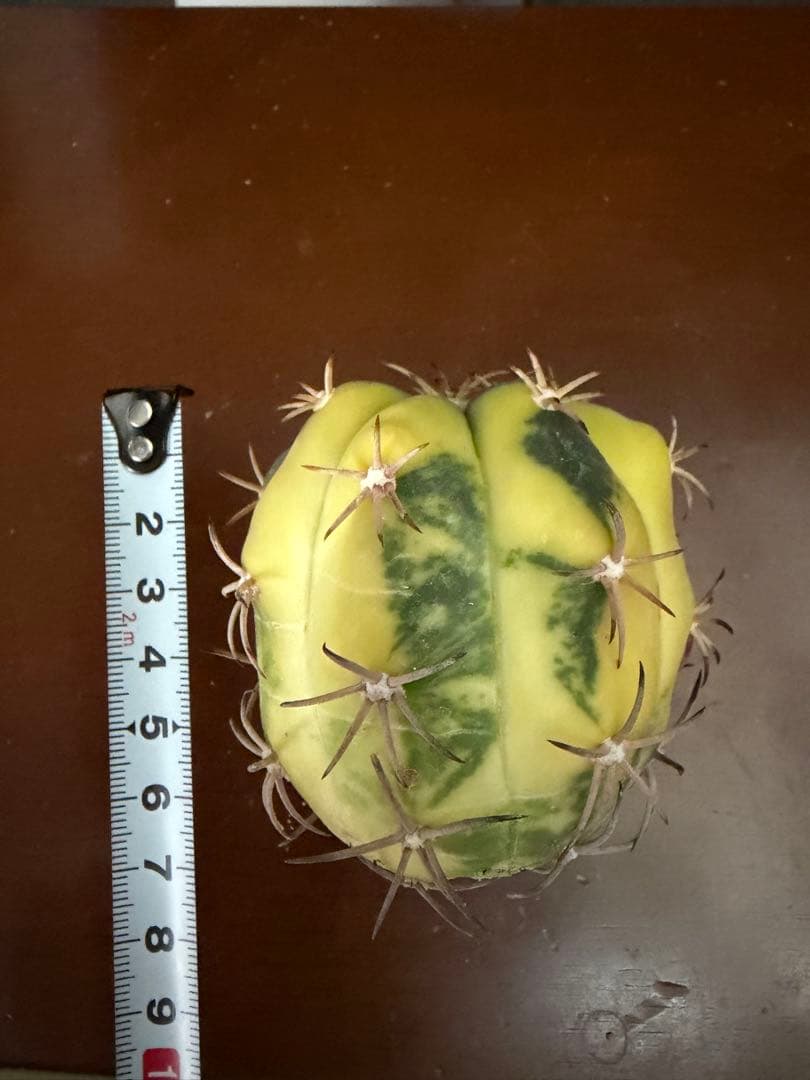 国内実生苗 接おろしエキノカクタス尖紅丸錦◇太平丸 多肉サボテン