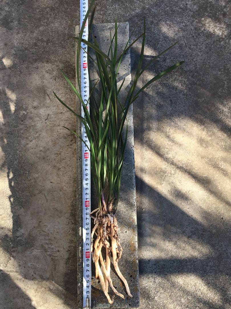 中国四川蘭　水晶紅素　7本立　花芽1