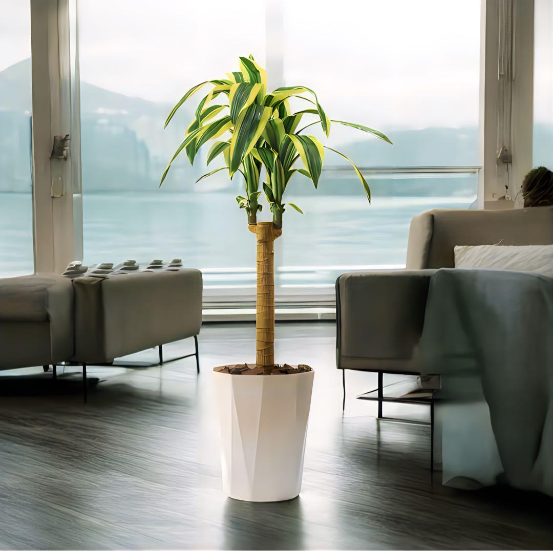 光触媒　人工観葉植物　ウォールグリーン　フェイクグリーン　幸福の木105