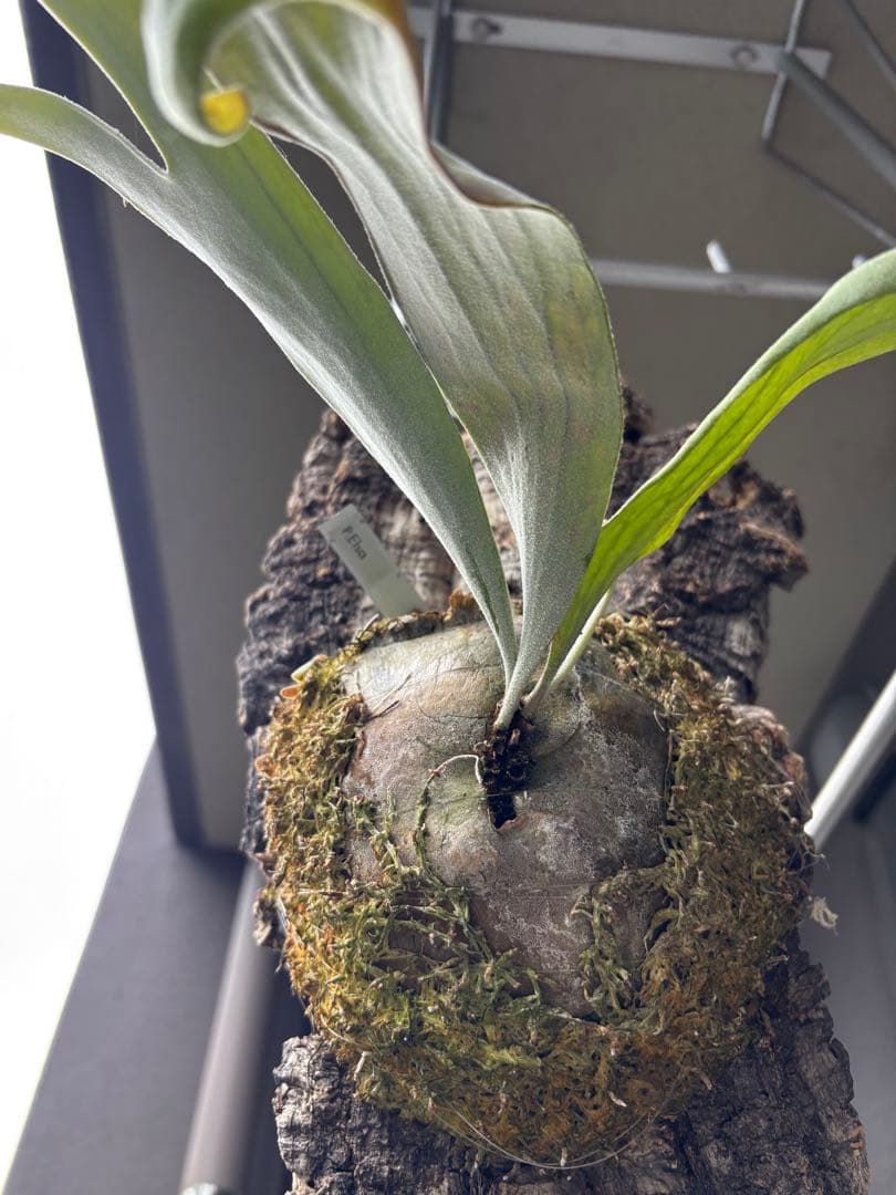 ビカクシダ P.Era 着生植物