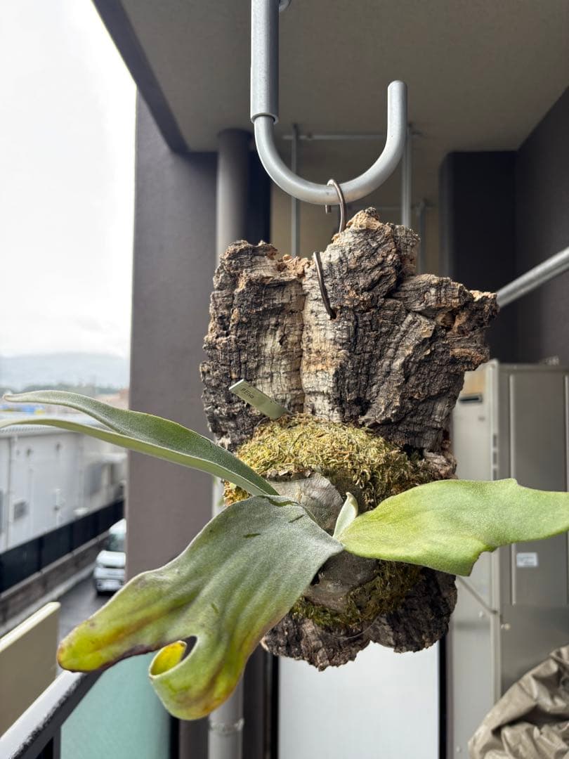 ビカクシダ P.Era 着生植物