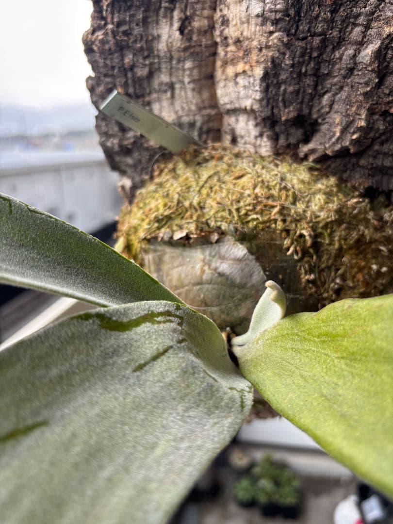 ビカクシダ P.Era 着生植物