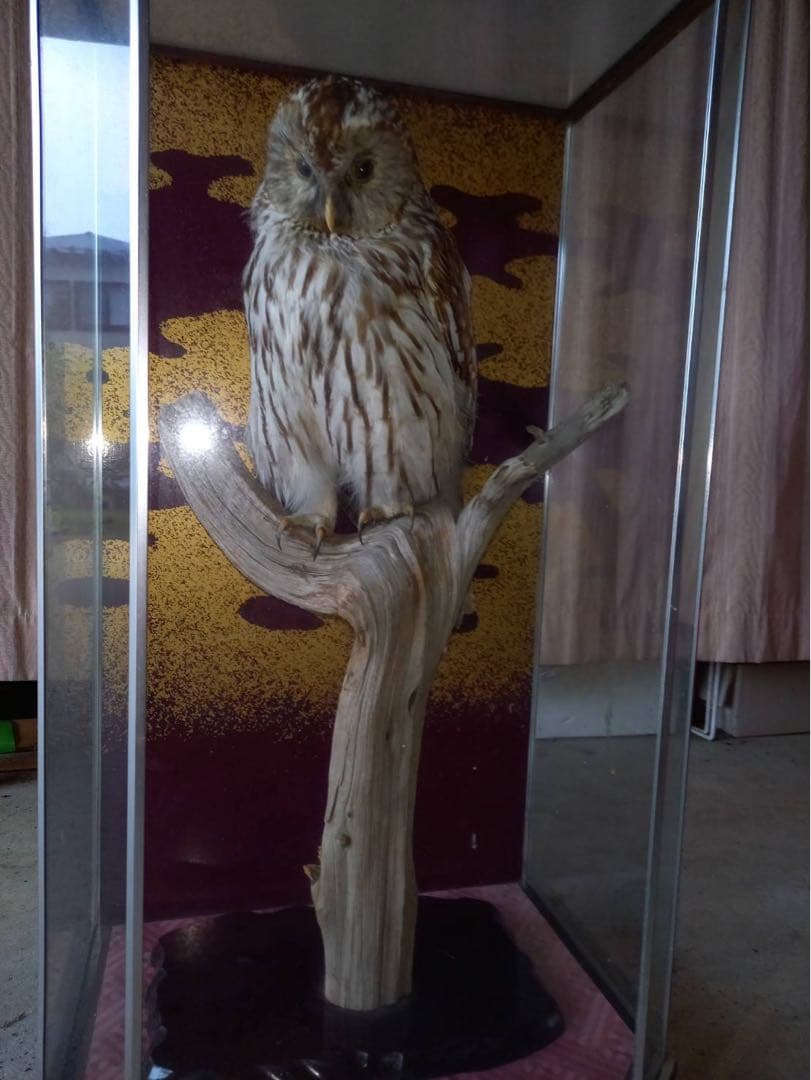 フクロウの剥製