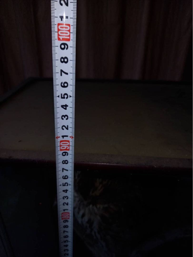 フクロウの剥製