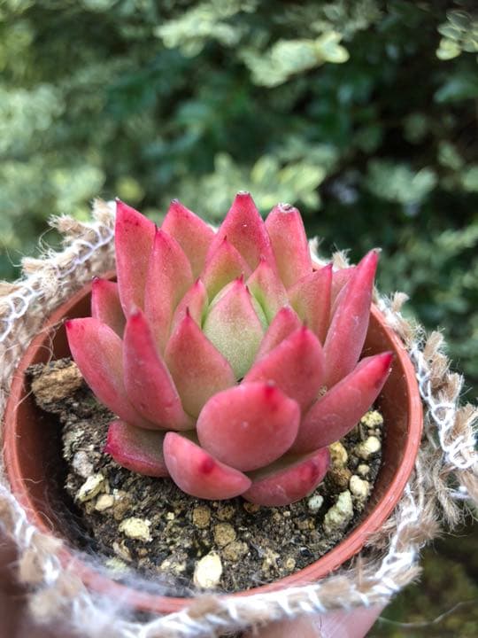 多肉植物 赤い子♡ラスト！
