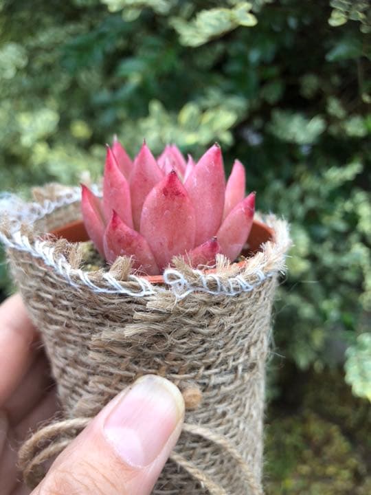 多肉植物 赤い子♡ラスト！